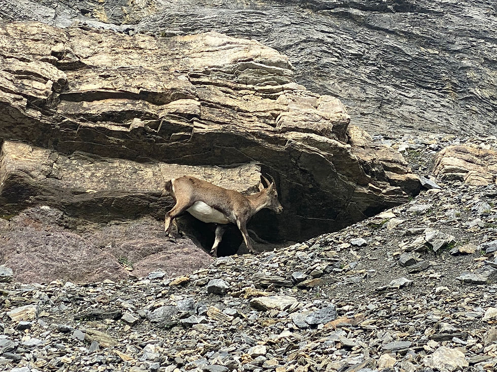 Chamois near Col de Salenton