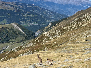 Wildlife on the way down from Plan de Glacier