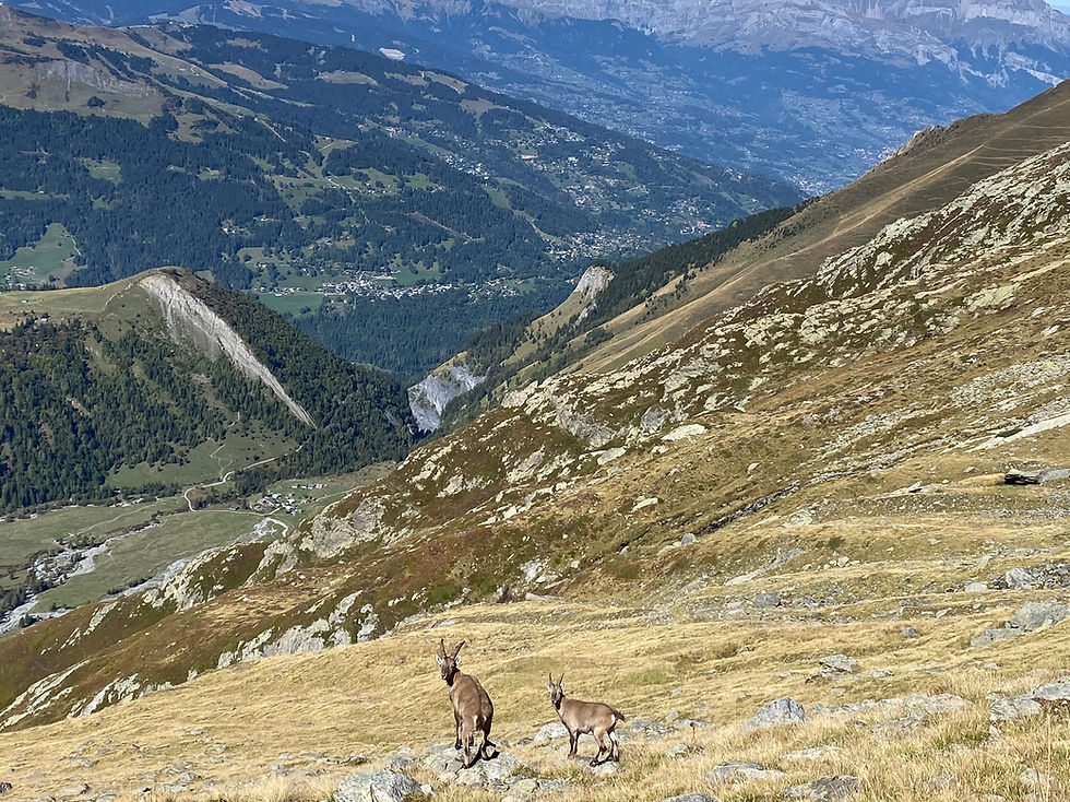 Wildlife on the way down from Plan de Glacier
