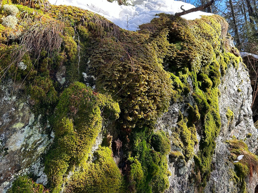 Moss Covered Rock in Winter