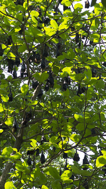 Flying Fox