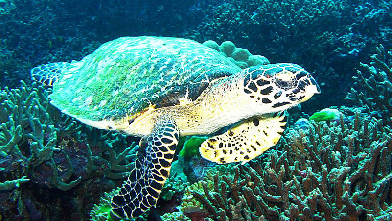 Turtle
