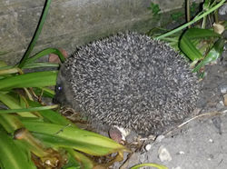 Give over a part of the garden to nature