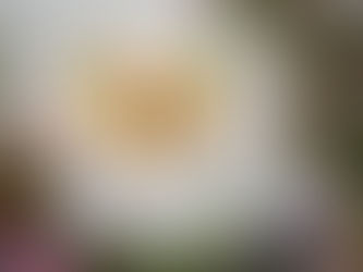 Beyond the Stake Light: How to Use Solar Garden Ornaments to Create a Night-Time Art Gallery