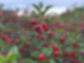 IMG_7024.jpeg