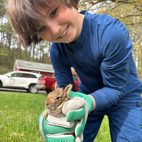 Bunnies