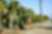 Assorted Boxed Palms