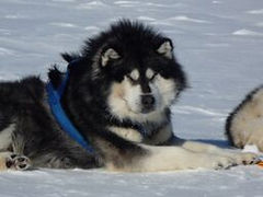 Adam handsome dog.jpeg