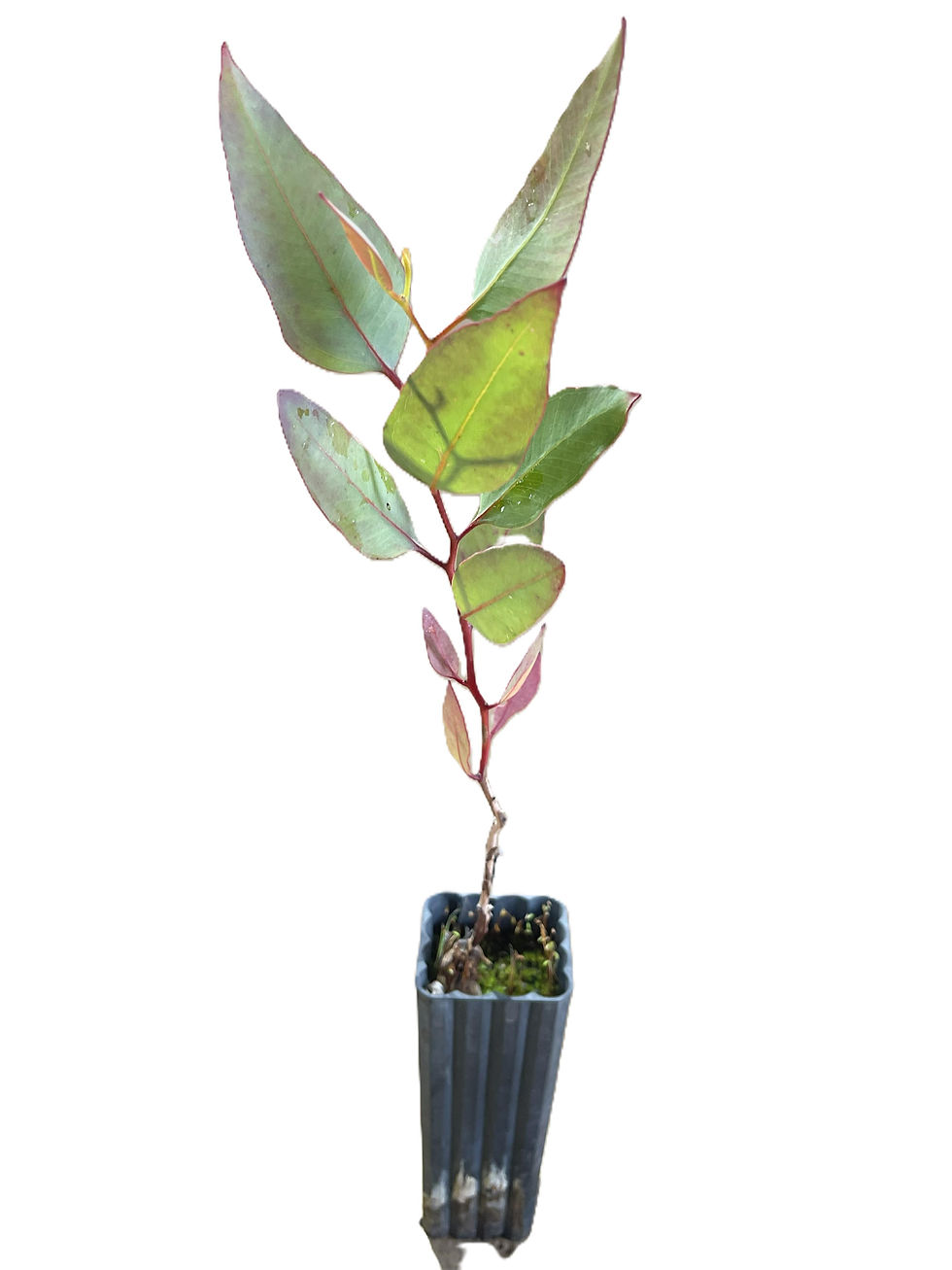 Thumbnail: Eucalyptus occidentalis
