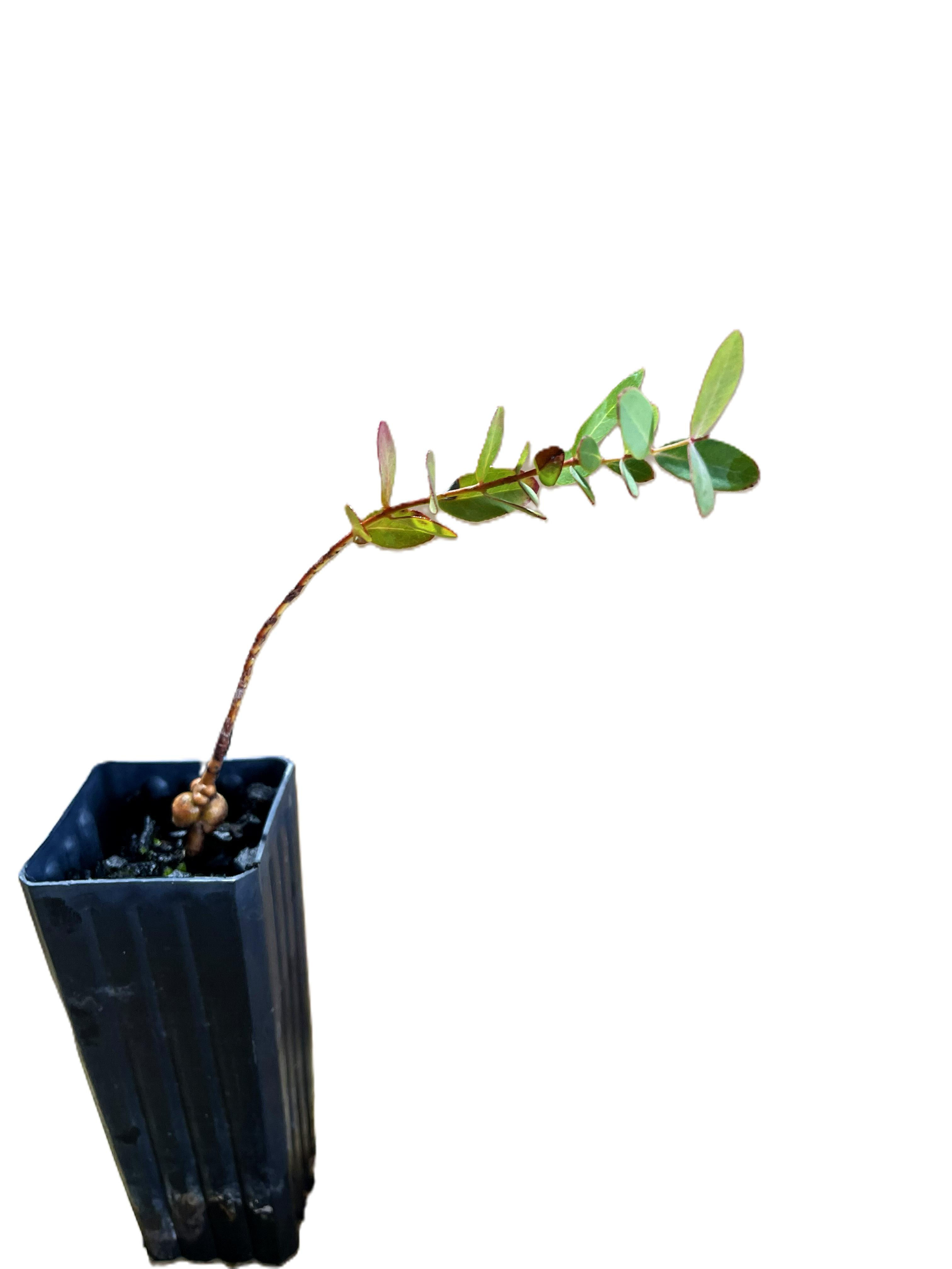 Eucalyptus viminalis