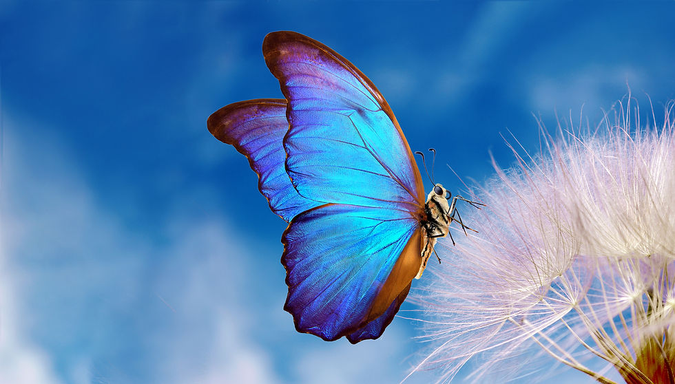 Natural pastel background. Morpho butterfly and dandelion. Seeds of a dandelion flower on