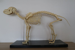 Hundeskelett