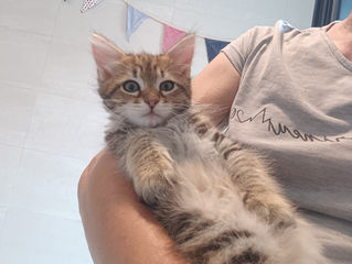 ¿Por qué comprar un gato siberiano?