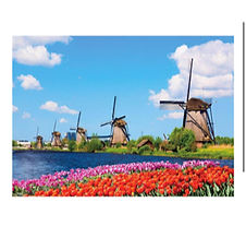 Windmills and Tulips