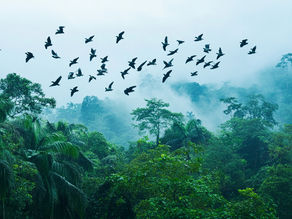 Bhitarkanika National Park: A Unique Mangrove Ecosystem