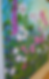 Thumbnail: Magenta Blooms