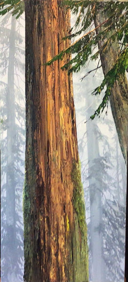 Cedar - Oil Painting - Lloyd Major