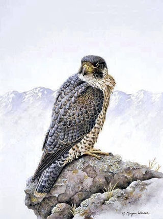 The Sentinel Peregrine Falcon