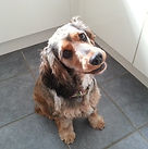 Dog Sitter Milton Keynes, Home Boarder, Home boarding dogs, home from home dog carers, Doggie home boarding, Doggie day care, pet boarding, pet services, professional dog sitter, professional dog walker, professional cat sitter, pet services business