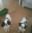 Dog Sitter Milton Keynes, Home Boarder, Home boarding dogs, home from home dog carers, Doggie home boarding, Doggie day care, pet boarding, pet services, professional dog sitter, professional dog walker, professional cat sitter, pet services business