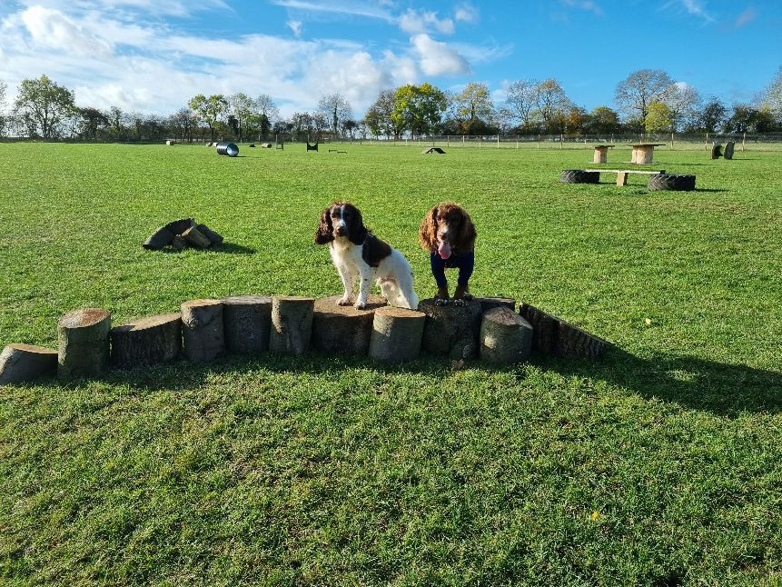 On All Paws Pet Services Dog Walking Home Boarding Milton Keynes