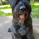 Dog Sitter Milton Keynes, Home Boarder, Home boarding dogs, home from home dog carers, Doggie home boarding, Doggie day care, pet boarding, pet services, professional dog sitter, professional dog walker, professional cat sitter, pet services business