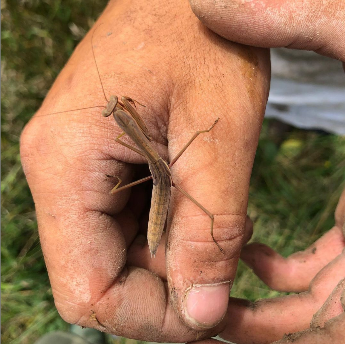 July 10 : Cultivate Curiosity, Science at the Farm - Classification of Organisms
