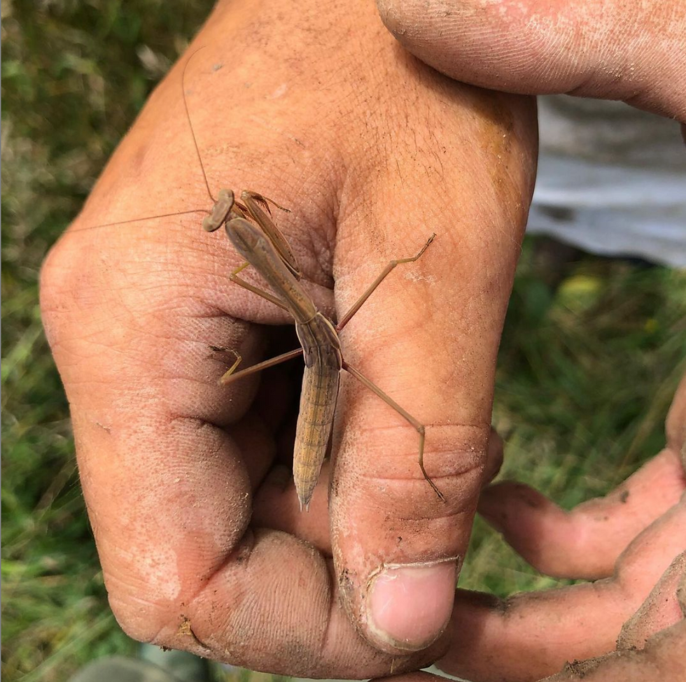 Thumbnail: July 10 : Cultivate Curiosity, Science at the Farm - Classification of Organisms