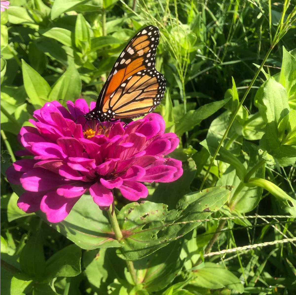 August 7th : Cultivate Curiosity: Science at the Farm - Resources