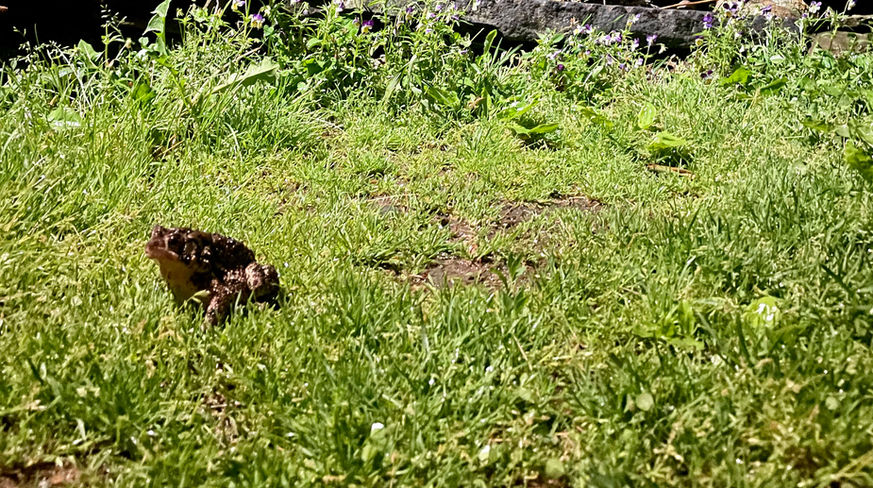 Frog.jpeg