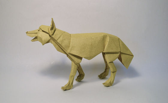 Gray Wolf