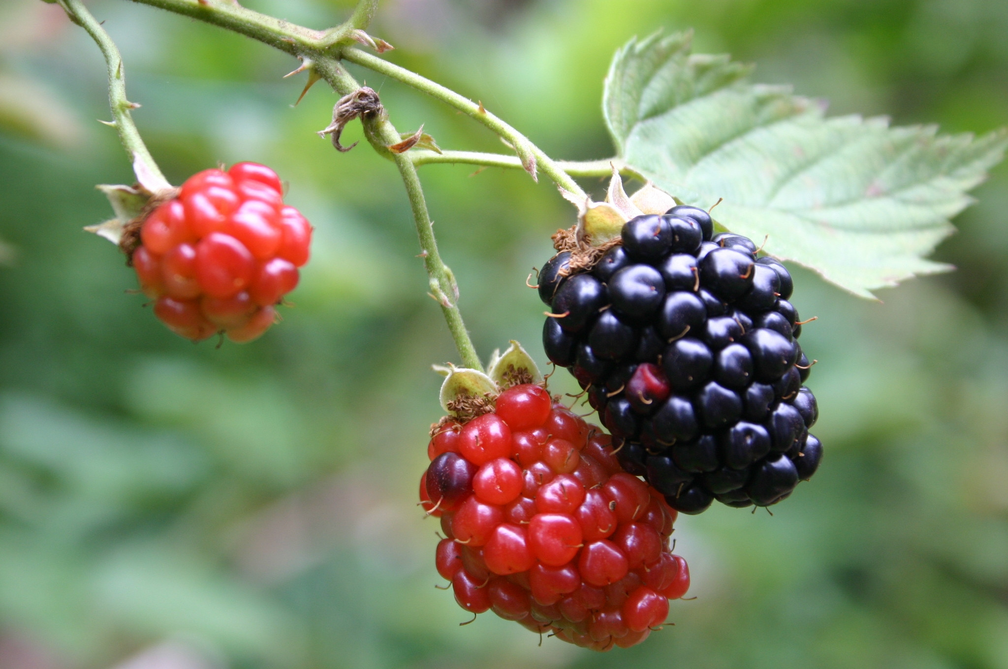 Dewberry