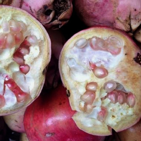 Pomegranates (Pink)