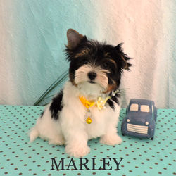 Marley~M~Biewer