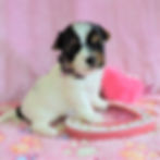 Lucy ~ F ~ Biewer Yorkie