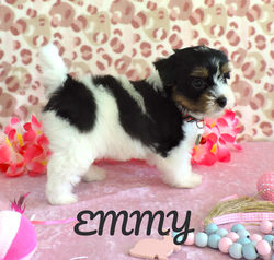 Emmy~F~Biewer