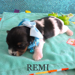 Remi~M~Biewer
