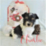 Charlie ~ M ~ Biewer Yorkie