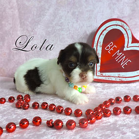 Lola ~ F ~ Biro Yorkie