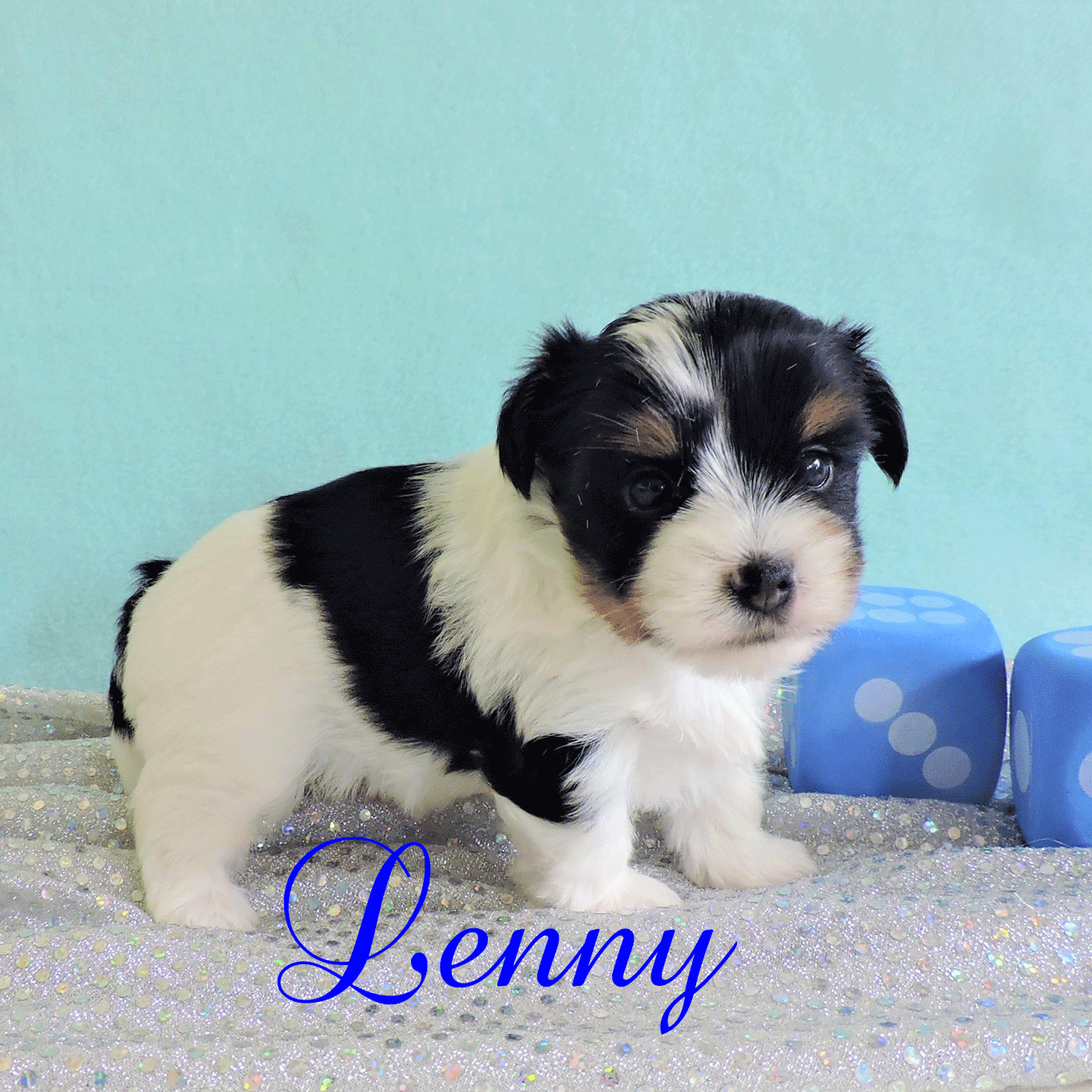 Lenny ~ M ~ Biewer Yorkief