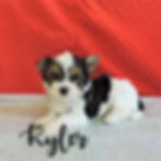 Kyler ~ M ~ Biewer Yorkie