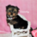 Everly ~ Partie Yorkie