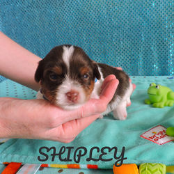 Shipley~M~Biro Yorkie
