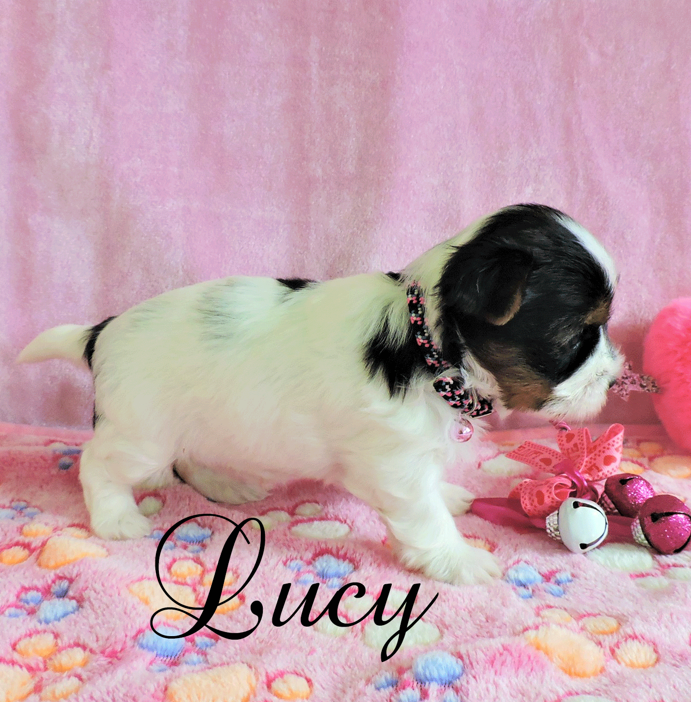 Lucy ~ F ~ Biewer Yorkie