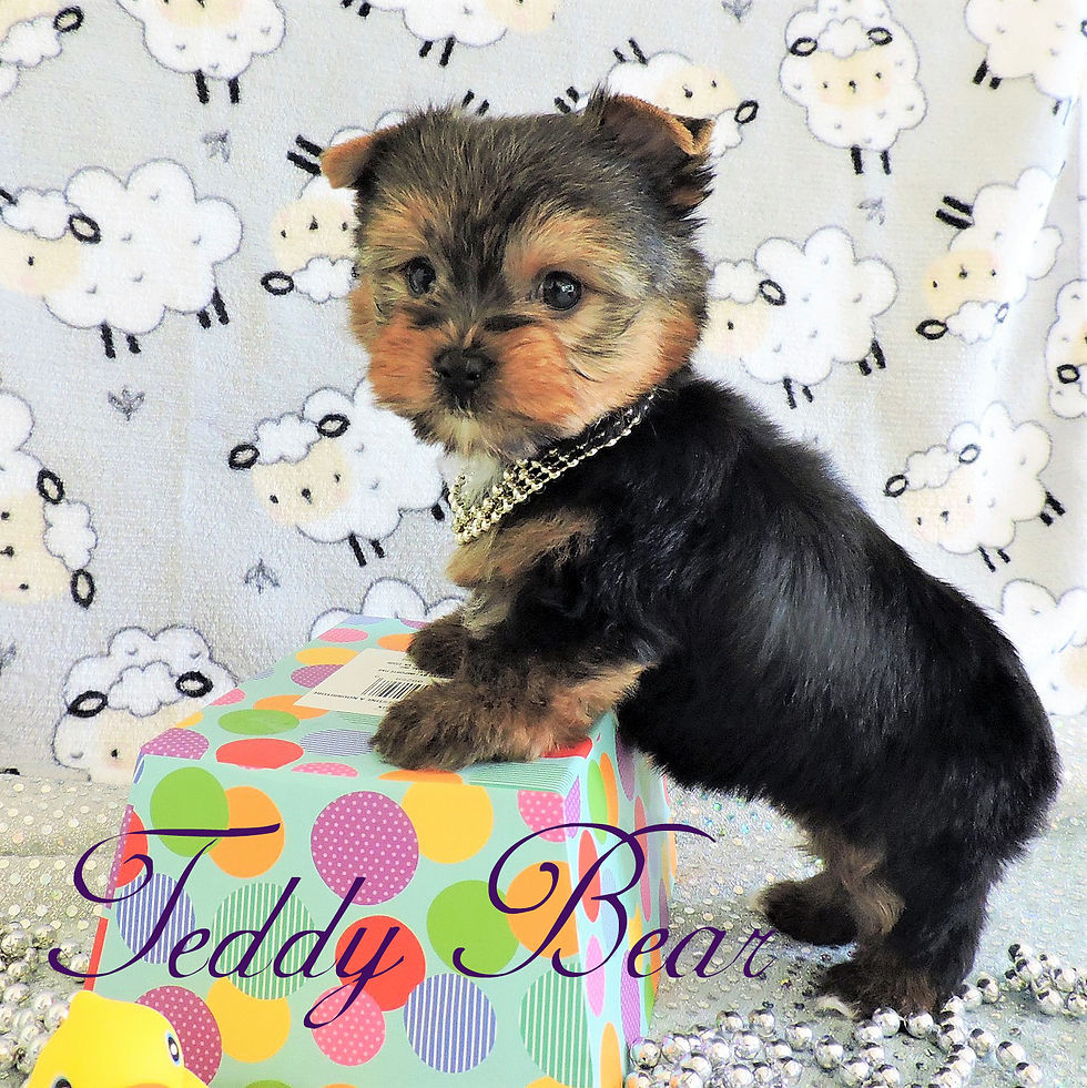 Baby Bear