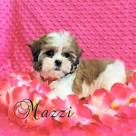 Mazzi ~ F ~ Malshi