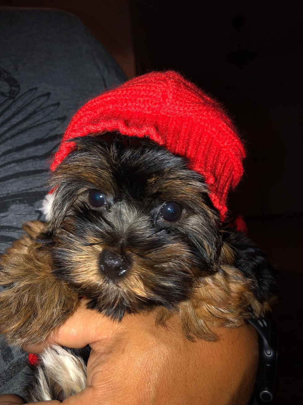 Willow
