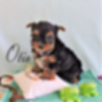 Otis ~ M ~ Biewer Carrier Yorkie