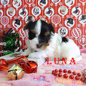 Luna ~ F ~ Biewer Yorkie