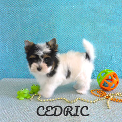 Cedric~M~Biewer